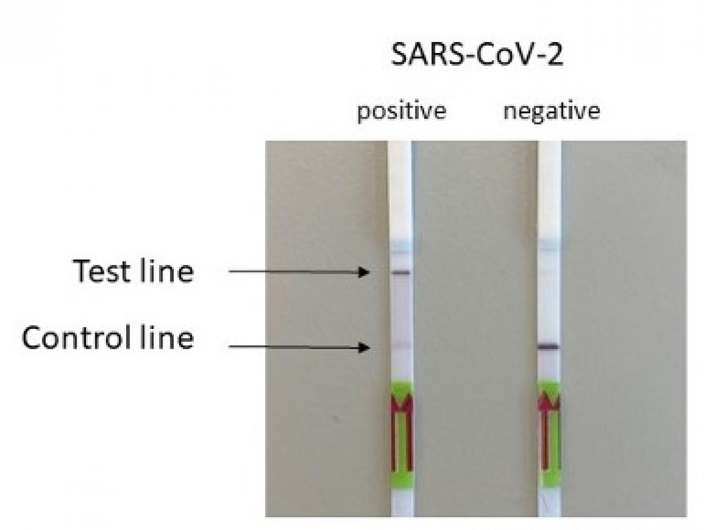 Illustration of the HybridDetect DipStick result obtained for SARS-CoV-2. In a negative sample only the control line is visual. In a positive sample both the control and specifically the test line will become visible. A positive sample can thus result in a Dipstick result that shows 2 lines (control and test line, see illustration) or one line (only the test line).